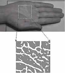 Biometrics Consultancy - vein patterns